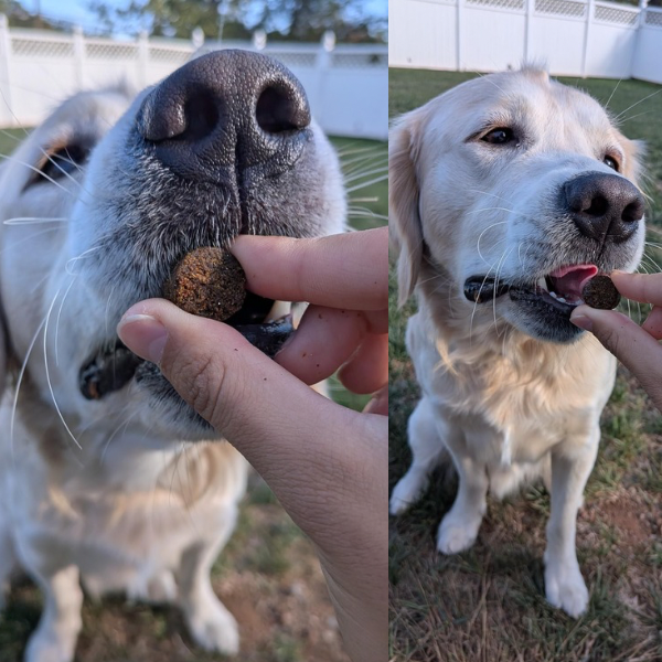 BarkLabz™ Mobility Support+ Chews